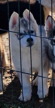 Petit mâle Husky Sibérien né le 30/10/2024 est proposé – vendu 680 €.