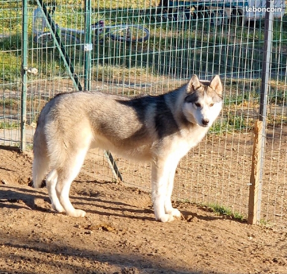 Petit mâle Husky Sibérien né le 30/05/2024 est proposé – vendu 500 €.