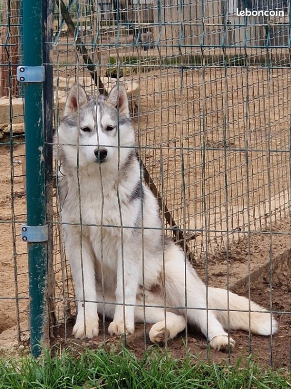 Petit mâle Husky Sibérien né le 26/06/2024 est proposé – vendu 500 €.