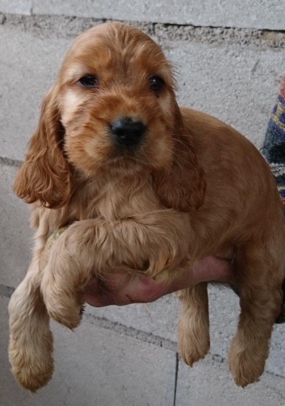 Petite femelle Cocker Anglais (Spaniel) ne le 10/11/2024 est propose  vendue 1500 .