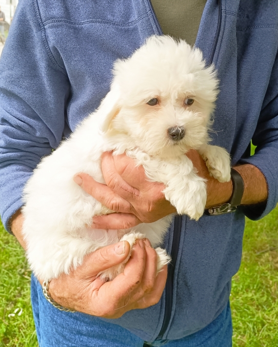 Petite femelle Coton de Tulear née le 26/10/2024 est proposée – vendue 1400 €.