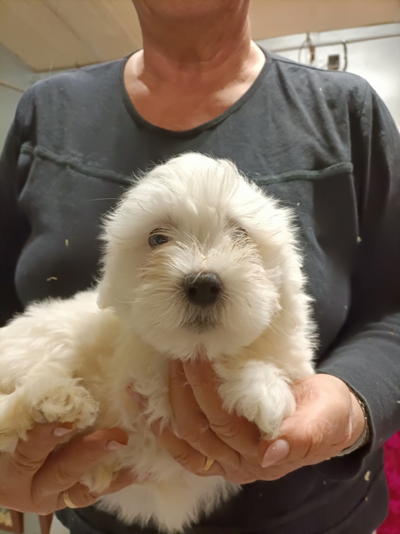 Petite femelle Coton de Tulear née le 14/10/2024 est proposée – vendue 1400 €.