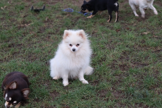 Petit mâle  né le 06/01/2026 est proposé – vendu 1360 €.