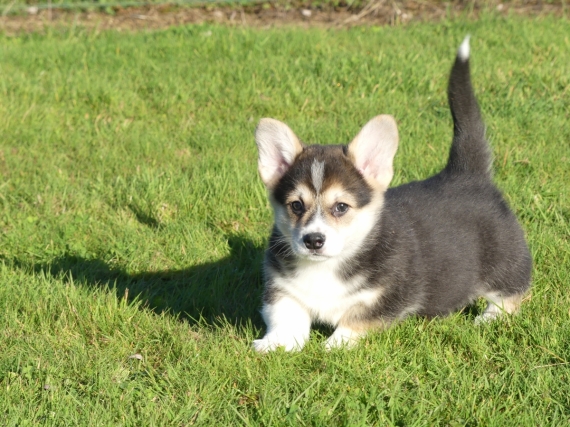 Petit mâle Welsh Corgi Pembroke né le 02/10/2024 est proposé – vendu 1800 €.