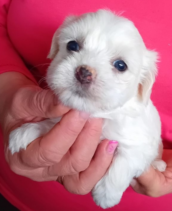 Petite femelle Coton de Tulear née le 07/01/2025 est proposée – vendue 1400 €.