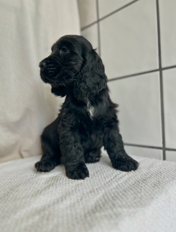 Petit mâle Cocker Anglais (Spaniel) né le 02/12/2024 est proposé – vendu 1260 €.