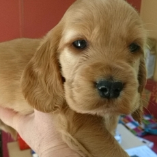 Chiot Cocker Anglais Spaniel  vendre au prix de 1500  vaccin et identifi.