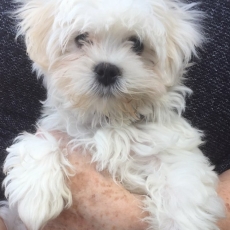 Cette petite femelle Bichon Maltais propose  l'achat est ne le 02/11/2024.