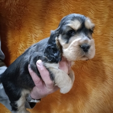 Chiot d'apparence de race Cocker Anglais Spaniel  adopter.