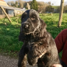 Chiot Cocker Anglais Spaniel  vendre au prix de 1500  vaccin et identifi.