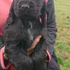 Ce petite mle Cocker Anglais Spaniel propos  l'achat est n le 31/10/2024.