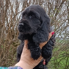 Cette petite femelle Cocker Anglais Spaniel propose  l'achat est ne le 31/10/2024.