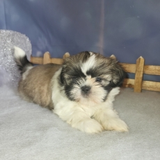 Cette petite femelle Shih Tzu propose  l'achat est ne le 14/11/2024.