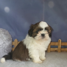 Chiot Shih Tzu de race LOF avec pedigree  adopter.