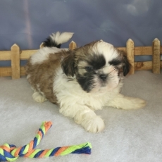 Chiot Shih Tzu  vendre au prix de 1500  vaccin et identifi.