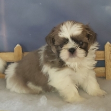 Ce petite mle Shih Tzu propos  l'achat est n le 18/11/2024.