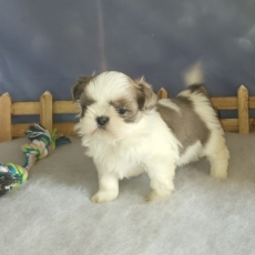 Chiot Shih Tzu  vendre au prix de 2000  vaccin et identifi.