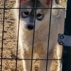 Chiot Husky Sibérien à adopter au prix de 680 €