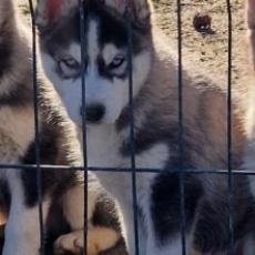 Acheter Husky Sibérien bébé pour 680 €