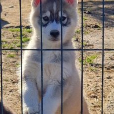 Adoption chiot Husky Sibérien au prix de 680 €