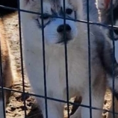 Adoption chiot Husky Sibérien au prix de 680 €