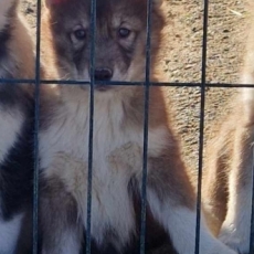 Chiot Husky Sibérien à adopter au prix de 680 €