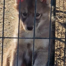 Husky Sibérien chiot vendu 680 €