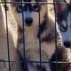 Chiot Husky Sibérien à adopter au prix de 680 €