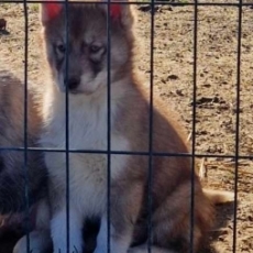 Adoption chiot Husky Sibérien au prix de 680 €