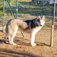 Adoption chiot Husky Sibérien au prix de 500 €