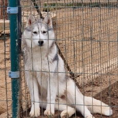 Husky Sibérien chiot vendu 500 €