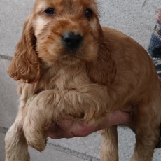 Chiot Cocker Anglais Spaniel  vendre au prix de 1500  vaccin et identifi.