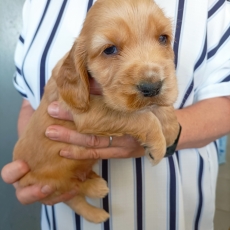 Chiot d'apparence de race Cocker Anglais Spaniel  adopter.