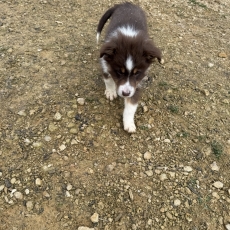 Chiot Berger australien  vendre au prix de 700  vaccin et identifi.