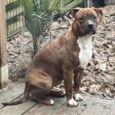 Chiot American Staffordshire Terrier  vendre au prix de 500  vaccin et identifi.