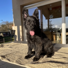 Adoption chiot Berger Hollandais à poil long au prix de 1200 €