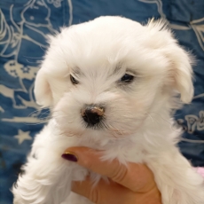 Chiot d'apparence de race Bichon Maltais  adopter.