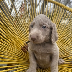 Chiot Braque Weimar poil long de race LOF avec pedigree  adopter.