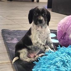 Adoption chiot Setter Anglais au prix de 800 €