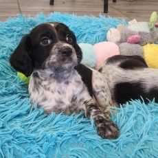 Setter Anglais chiot vendu 800 €