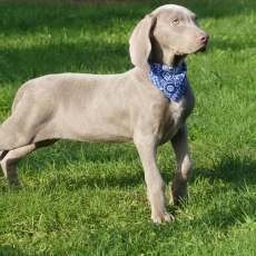 Chiot Braque Weimar poil court  vendre au prix de 750  vaccin et identifi.