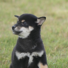 Chiot Shiba de race LOF avec pedigree  adopter.