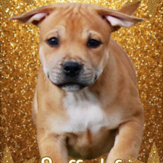 Chiot StaffordShire Bull Terrier  vendre au prix de 1100  vaccin et identifi.