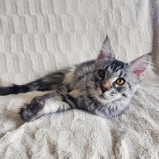 Chaton Maine Coon  vendre au prix de 1200  vaccin et identifi.