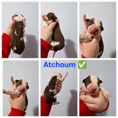 Adoption chiot Berger américain miniature au prix de 1300 €