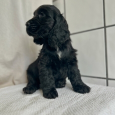 Chiot d'apparence de race Cocker Anglais Spaniel  adopter.