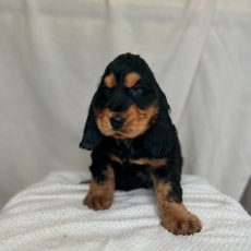 Chiot Cocker Anglais Spaniel  vendre au prix de 1260  vaccin et identifi.