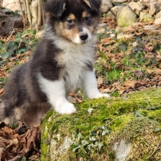 Berger australien chiot vendu 1500 €