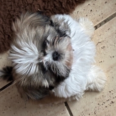 Chiot Shih Tzu de race LOF avec pedigree  adopter.