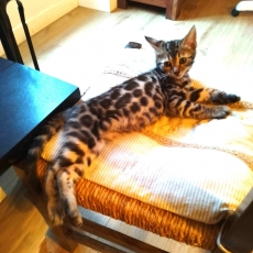 Chaton Chat Bengal  vendre au prix de 1200  vaccin et identifi.